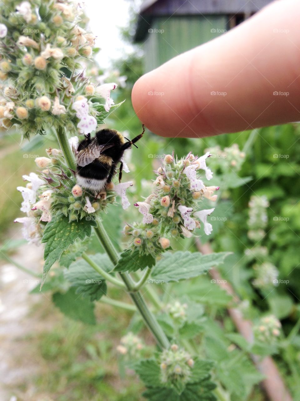 A very friendly bee gives high five!