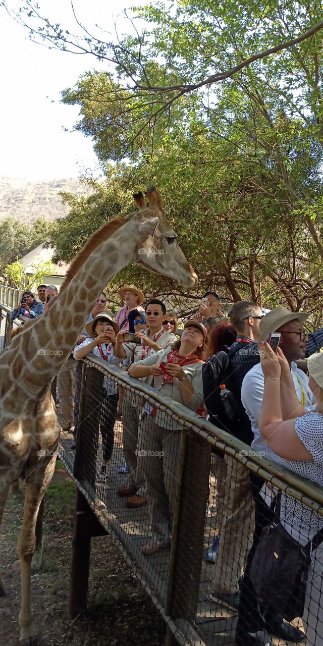 giraffe in South Africa