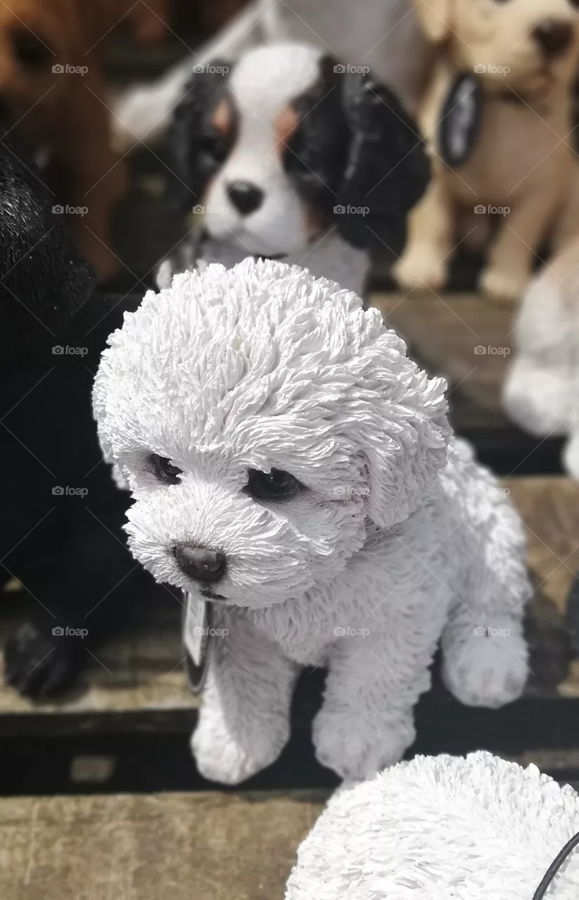 chien