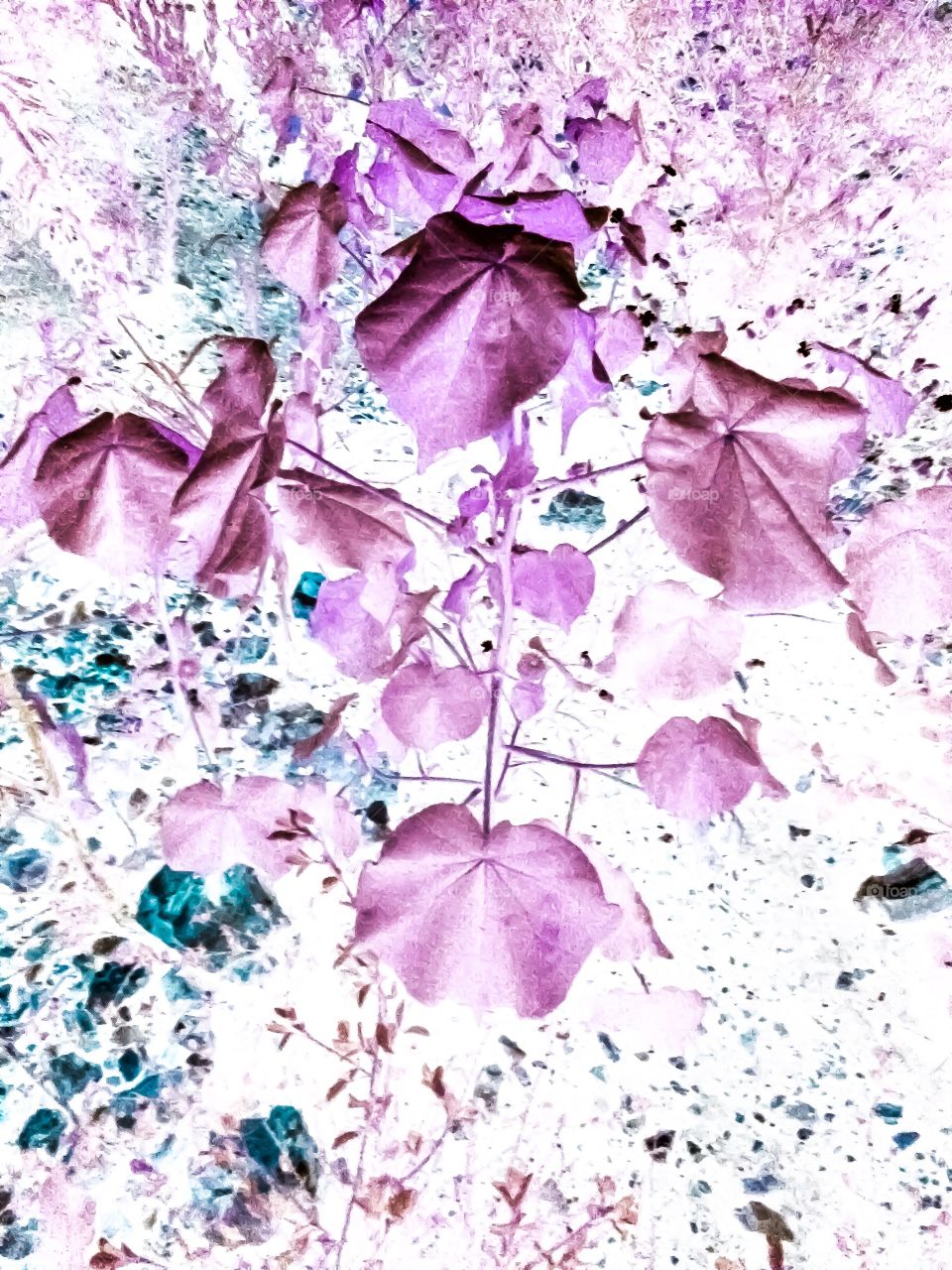 Purple leaves