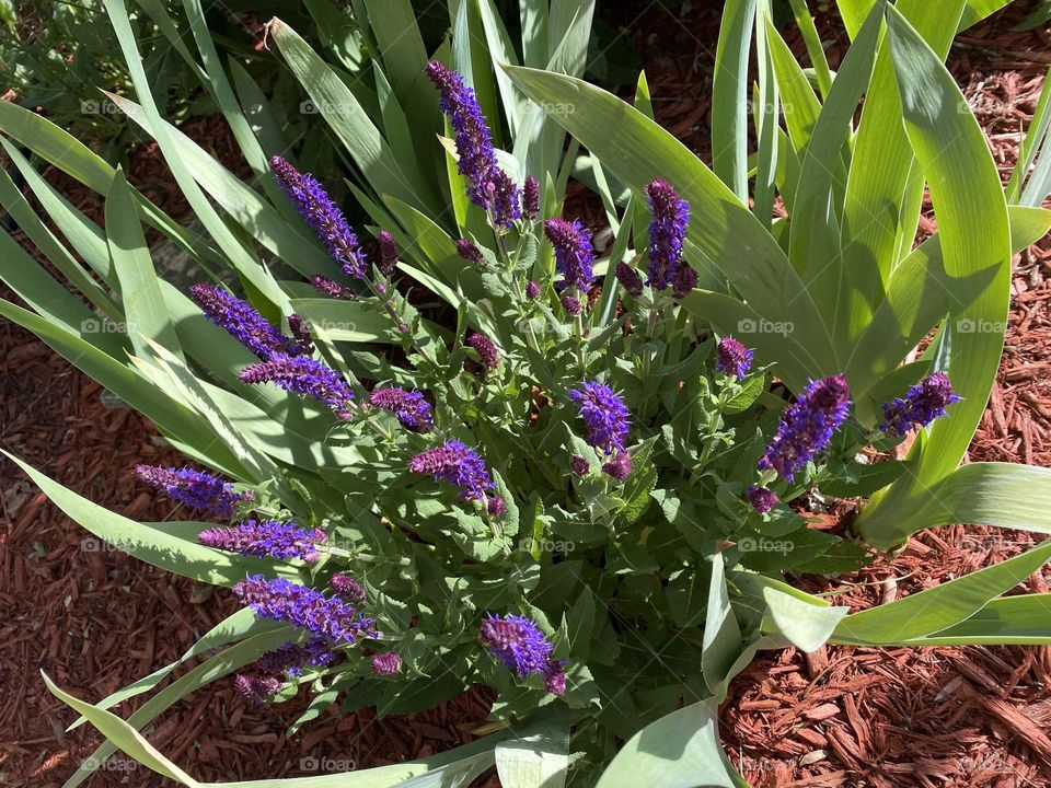 Purple flowers