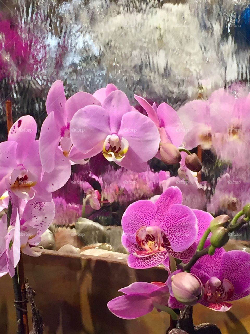 Orchids 