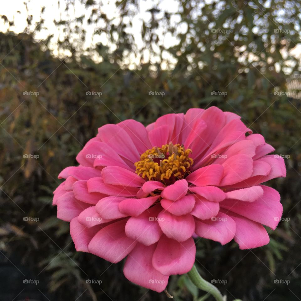 Pink Zinnia at dusk