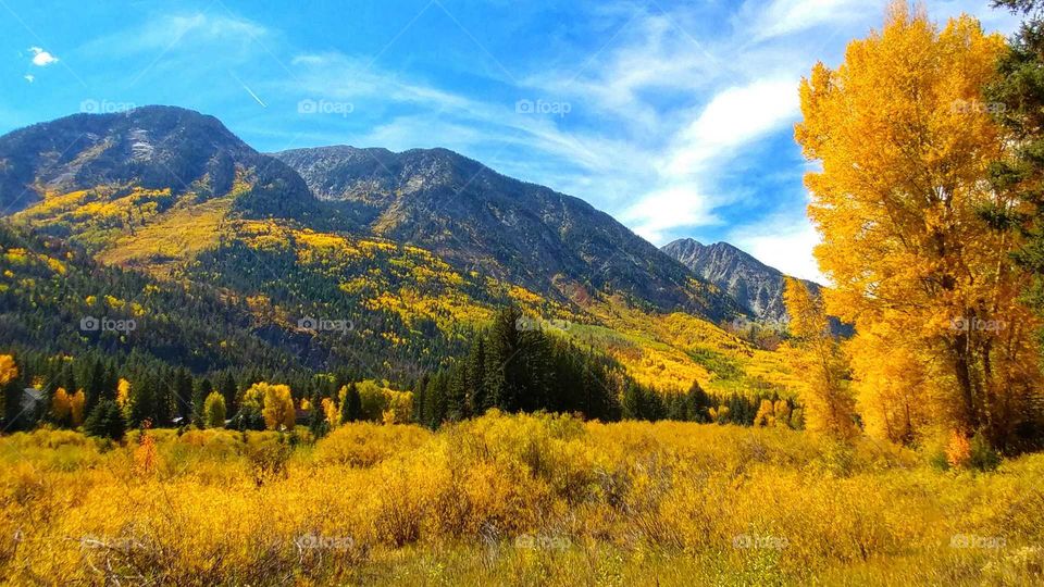 The splendor of fall glowing in gold against a backdrop  of purple Rocky Mountains.