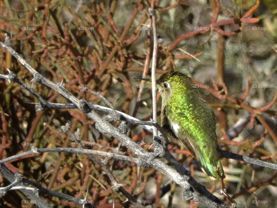 Hummingbird