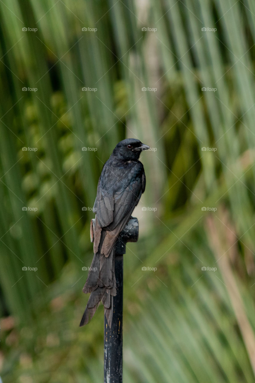 Black Drongo