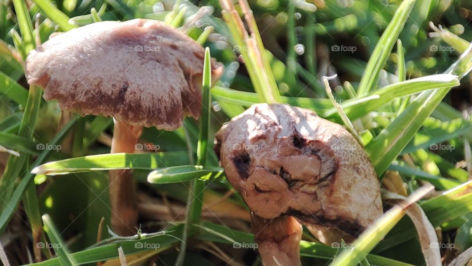 Mushrooms on grass