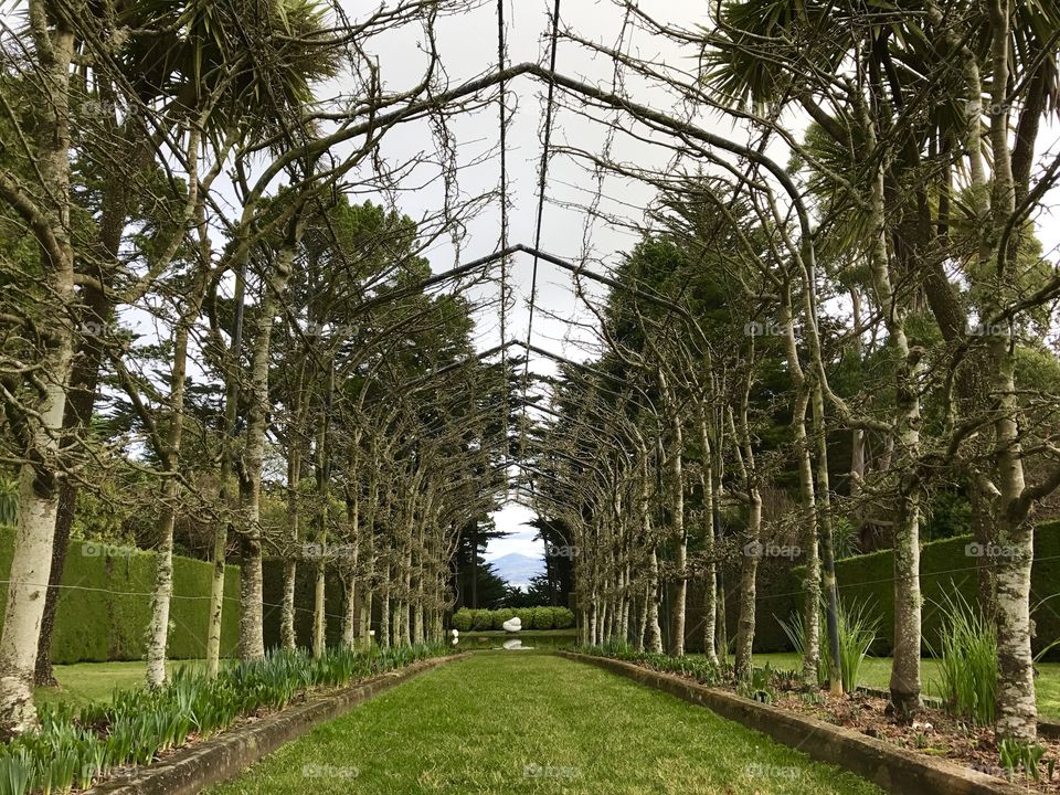 Green lawn rolling beneath a long arbour, Dunedin New Zealand