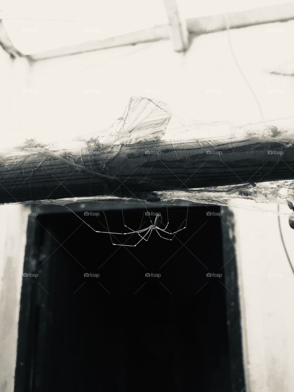 Spiders are creative creatures