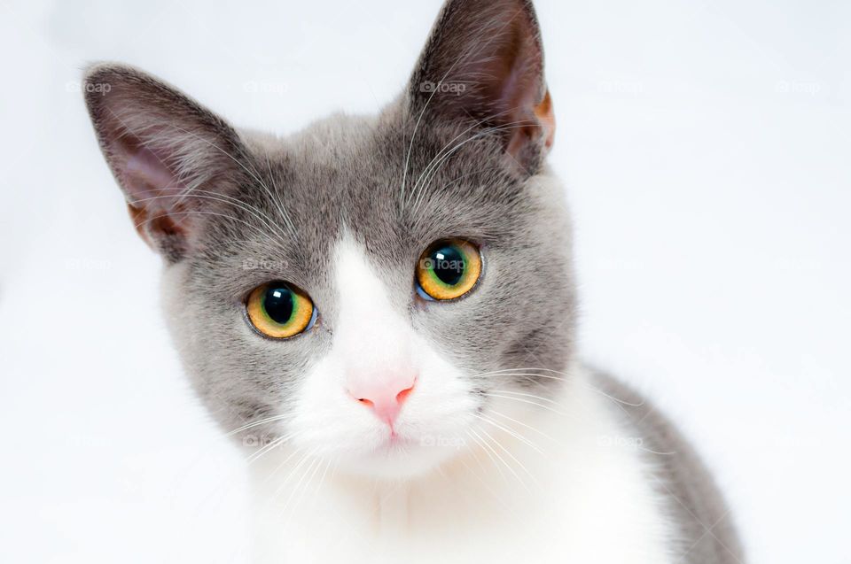 White & Grey Adorable Cat