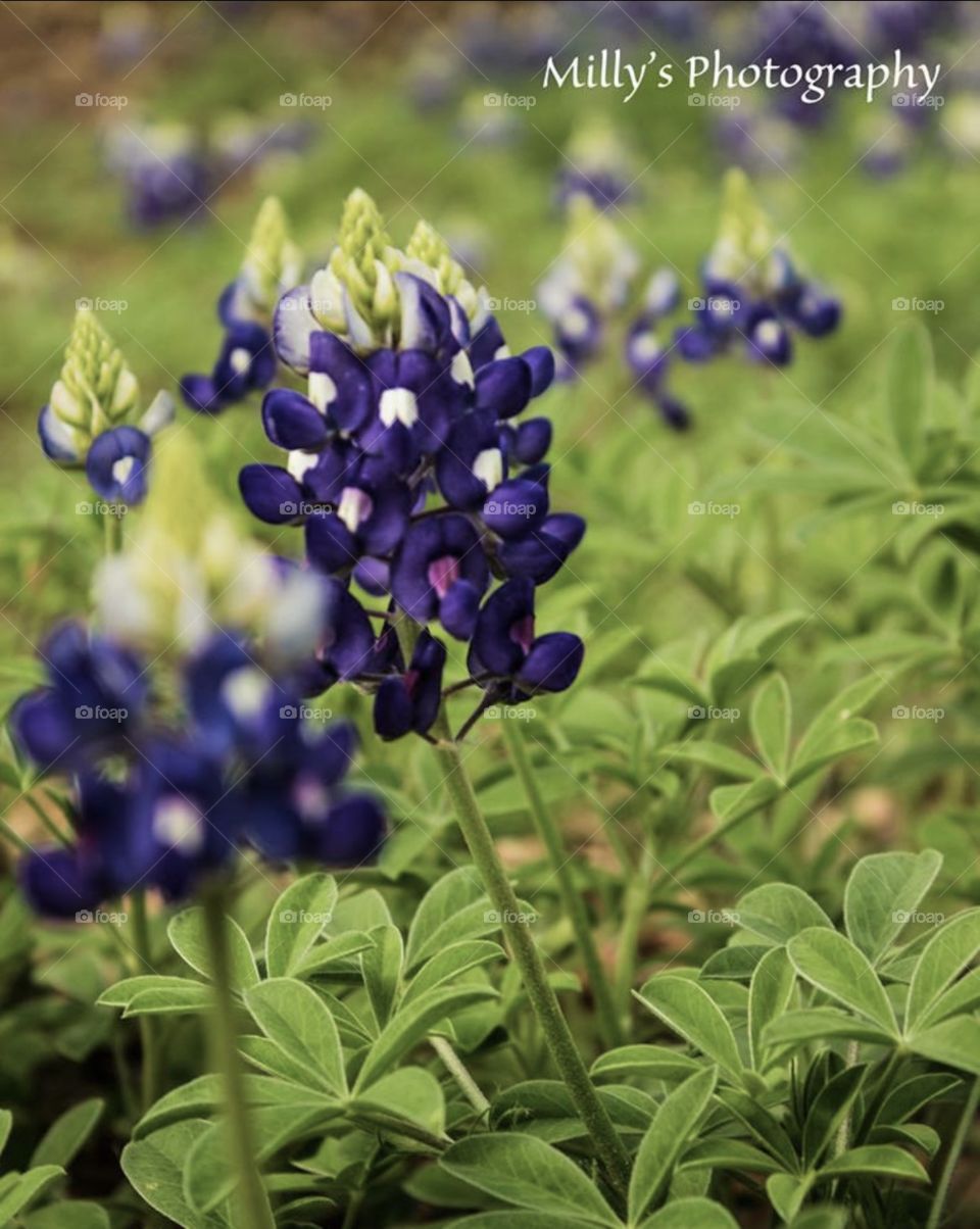 Bluebonnets . Spring in Texas