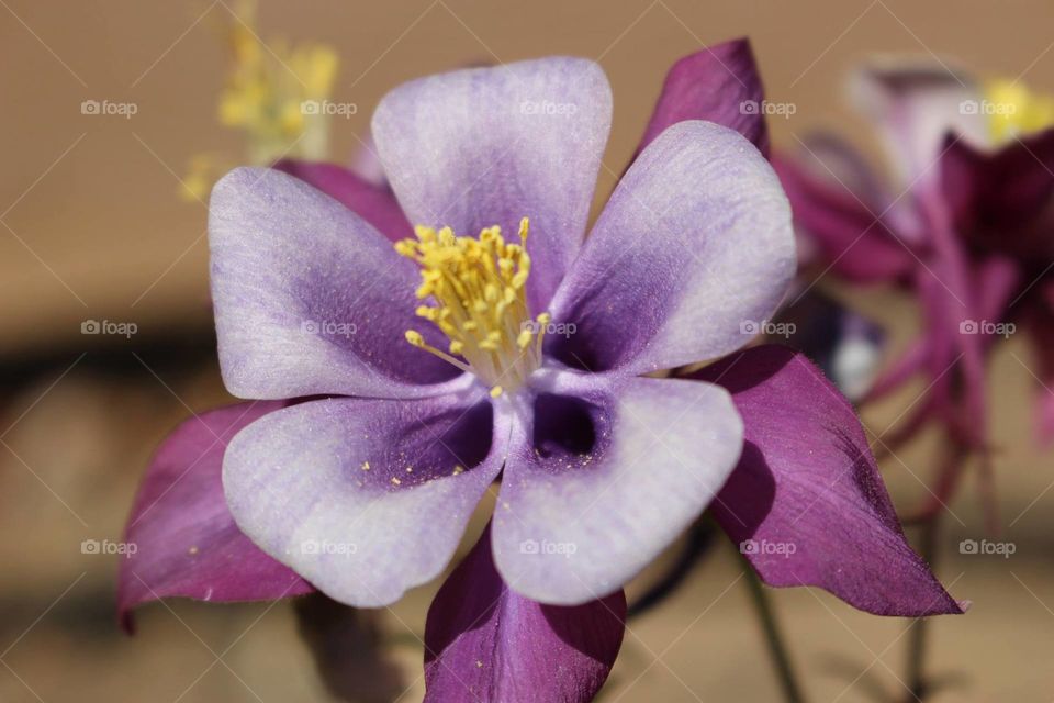 Purple Hues Flower 