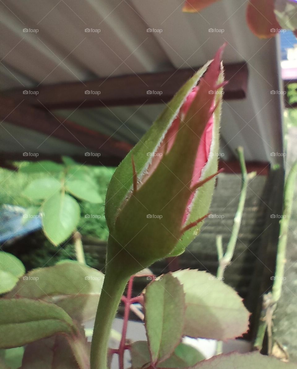 rose bud