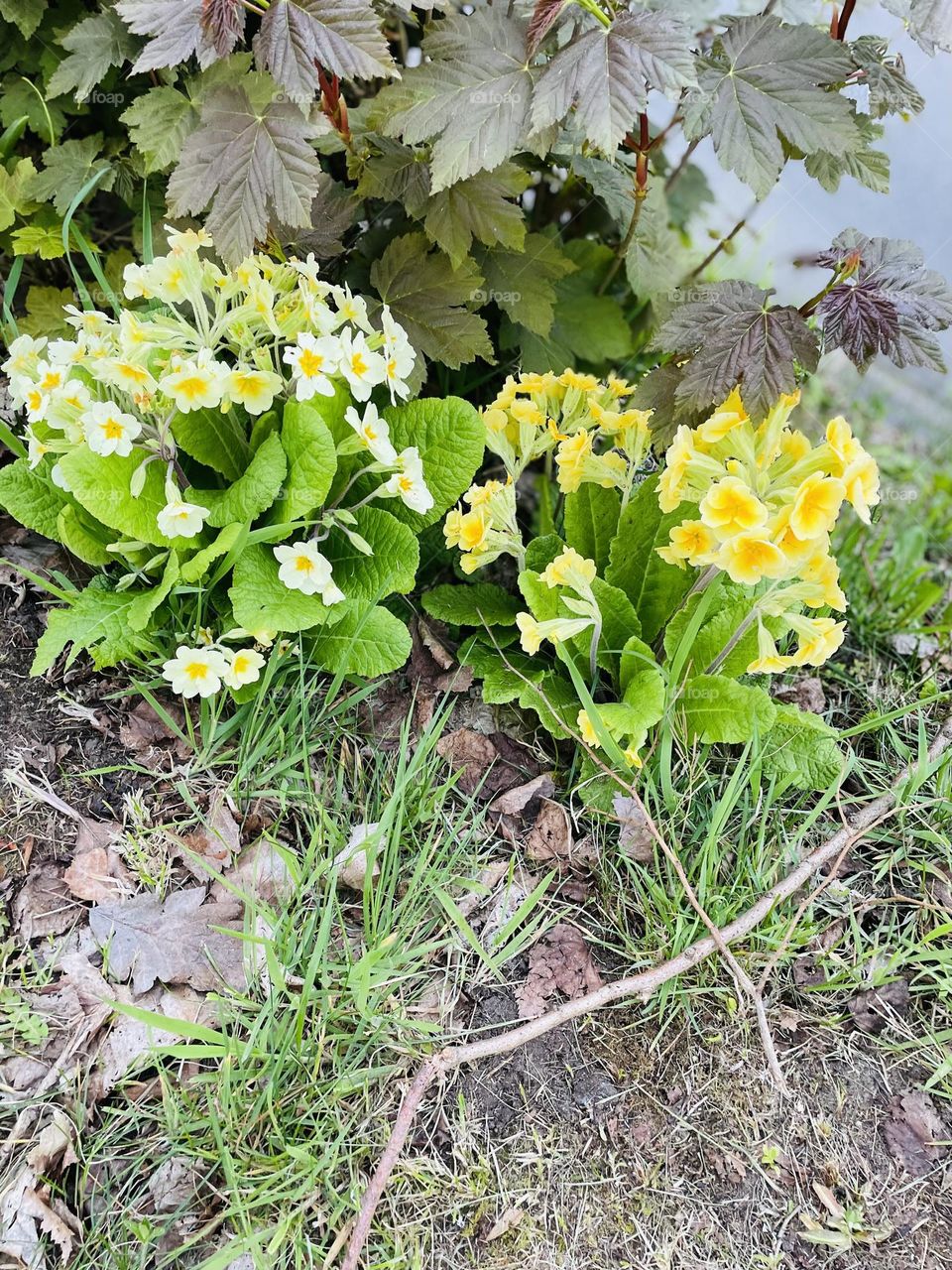 All thing’s bright and beautiful 