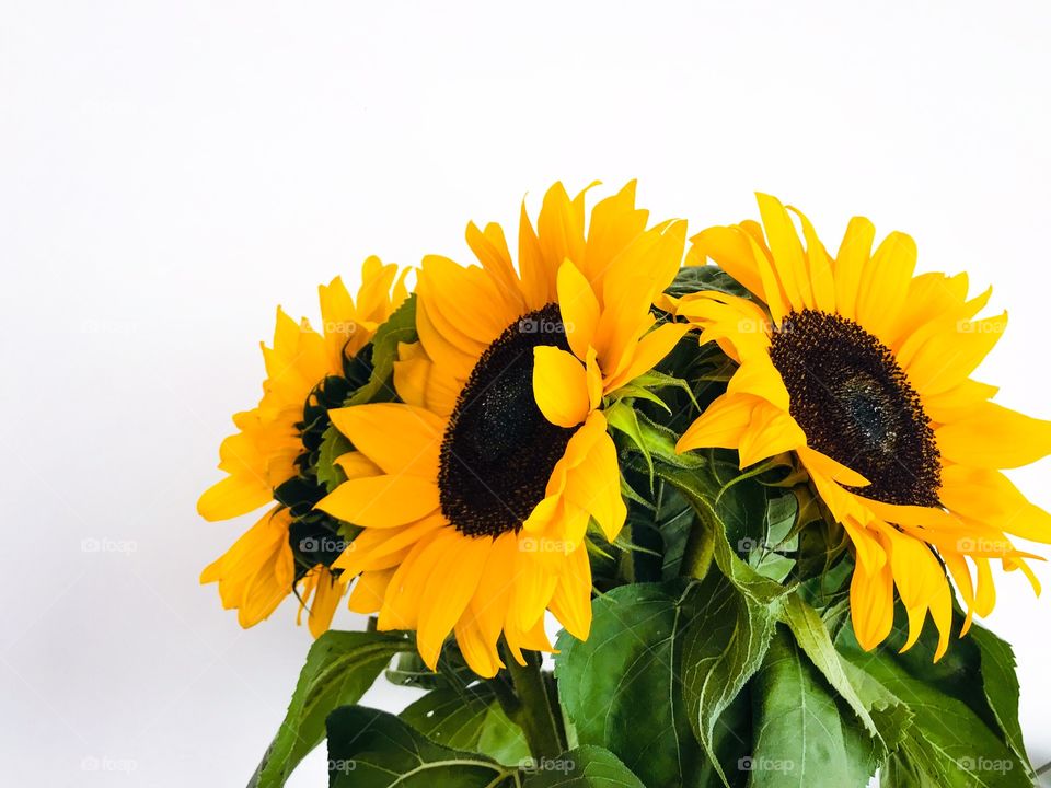 Sunflowers 