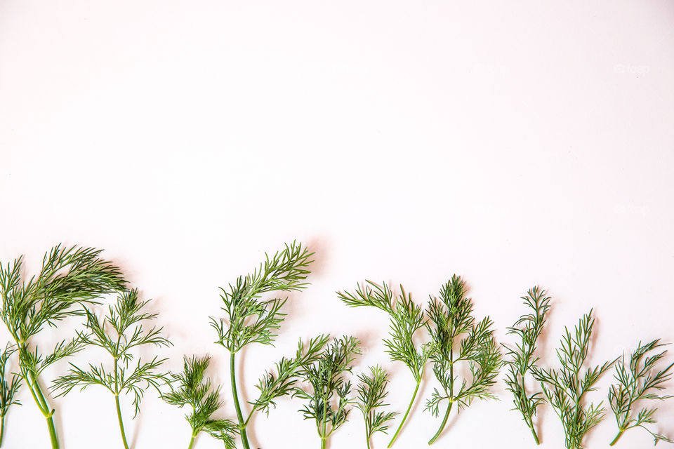 Green fherb leaf forest on a white background - beautiful fresh green leaves