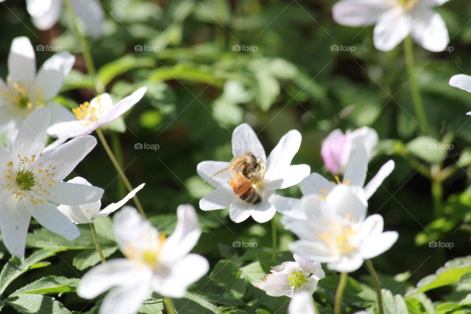 A tiny bee on a white anemone.