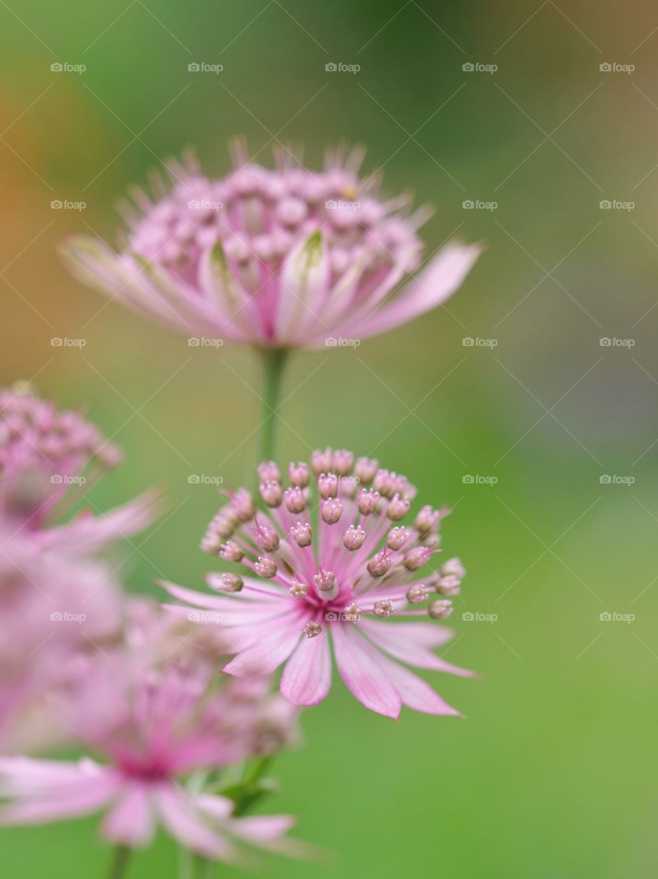 Astrantia