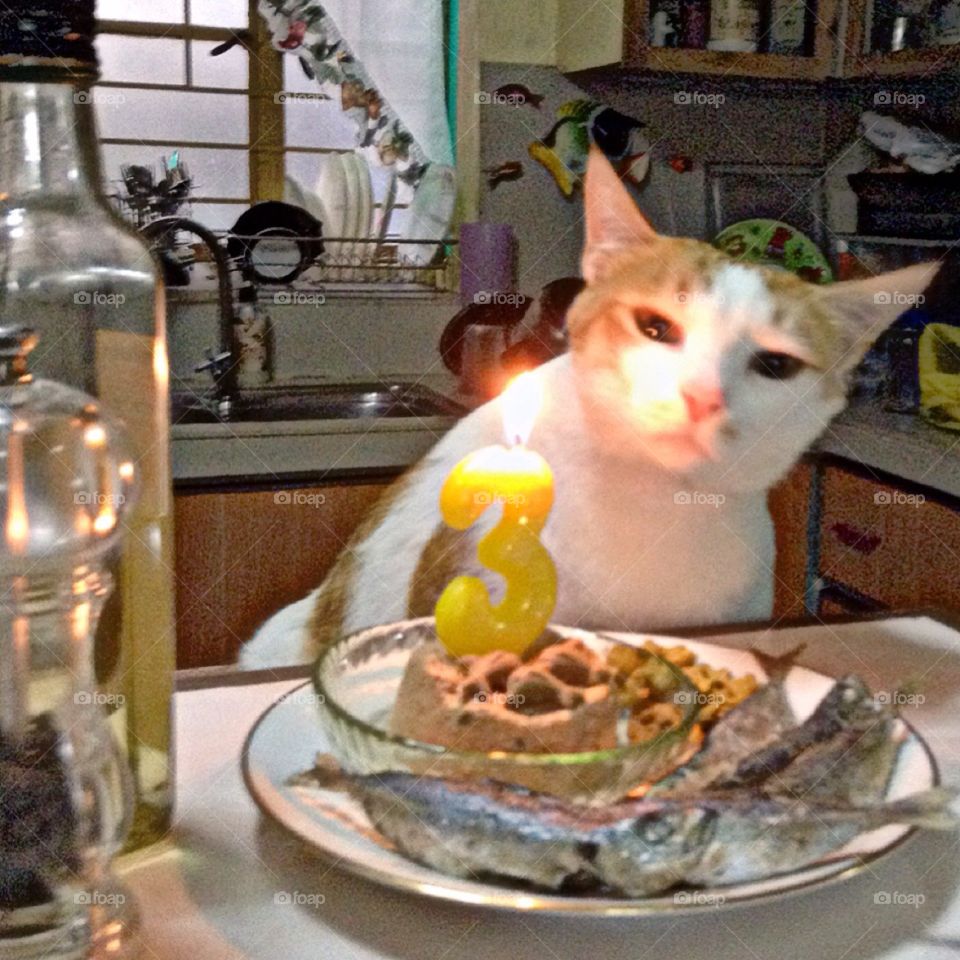Birthday cat 