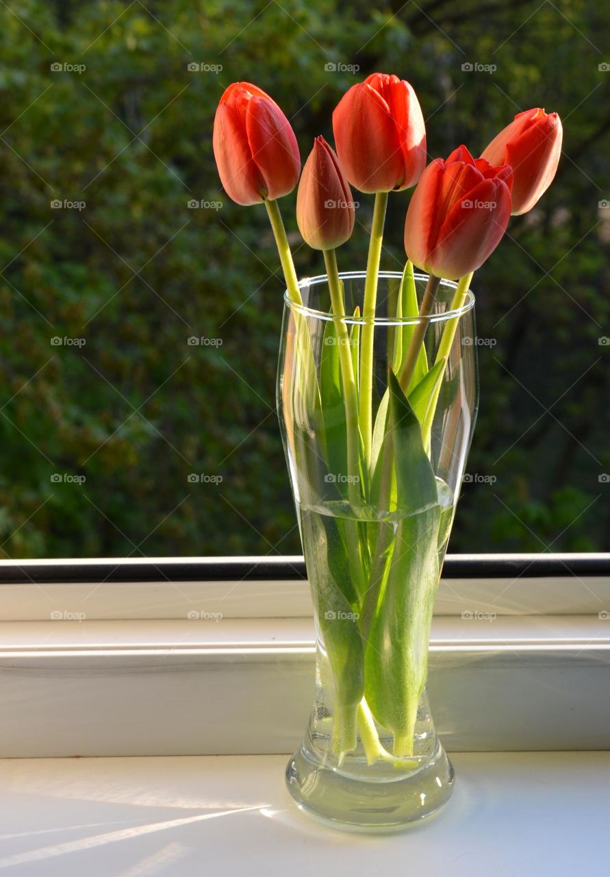 red tulips flowers in vase spring time