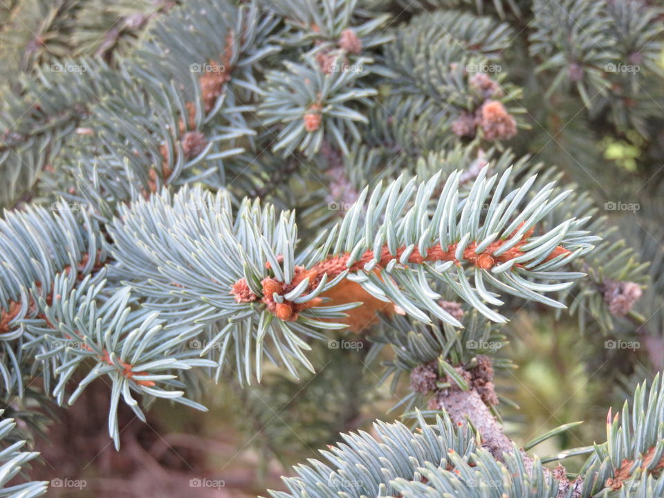 Blue spruce