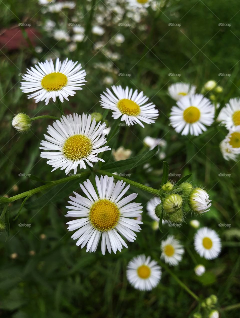 daisies, plants, summer, nature