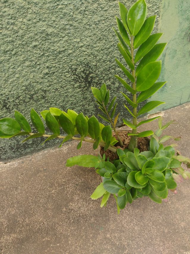 lindo