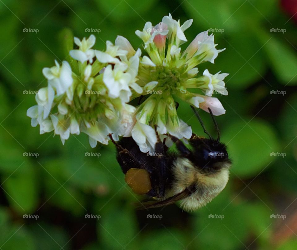Bumble  bee gathering nectar from a clover flower in the grass