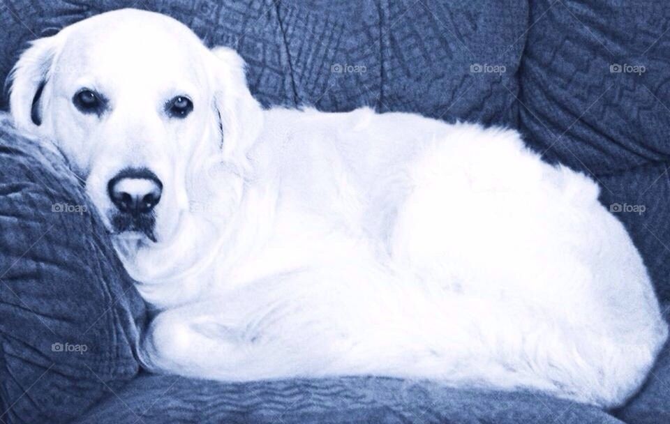 Nocas - Golden Retriever