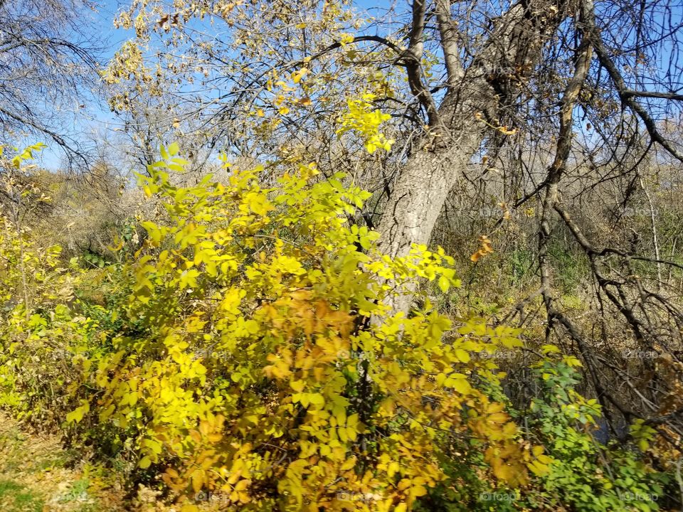 Fall, Leaf, Tree, Nature, Wood