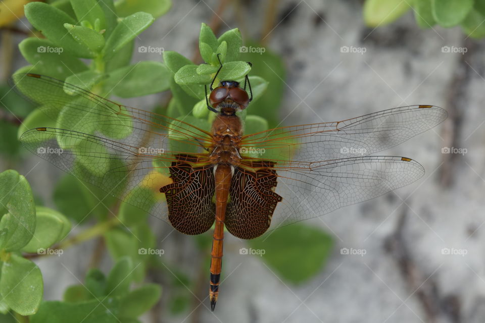 Close-up of dragonfly