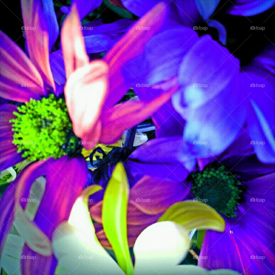 Flower, Nature, Flora, Floral, Summer