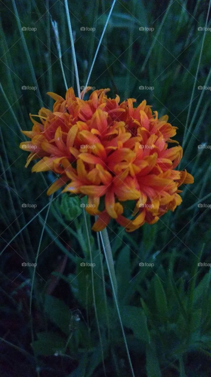 beautiful small orange flower