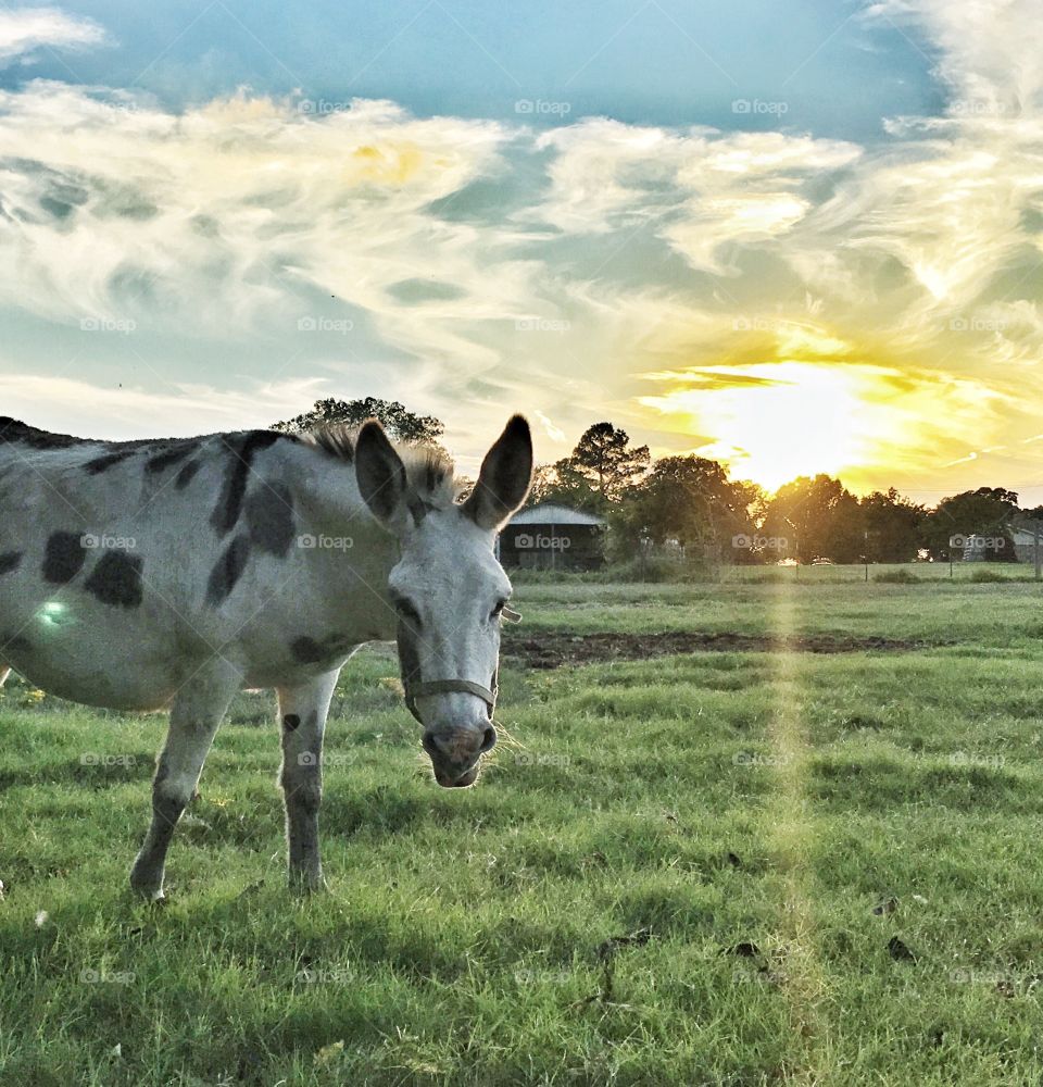 Horse on grassy land