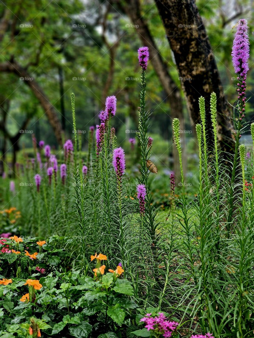 Urban flowes, leaves, and trees