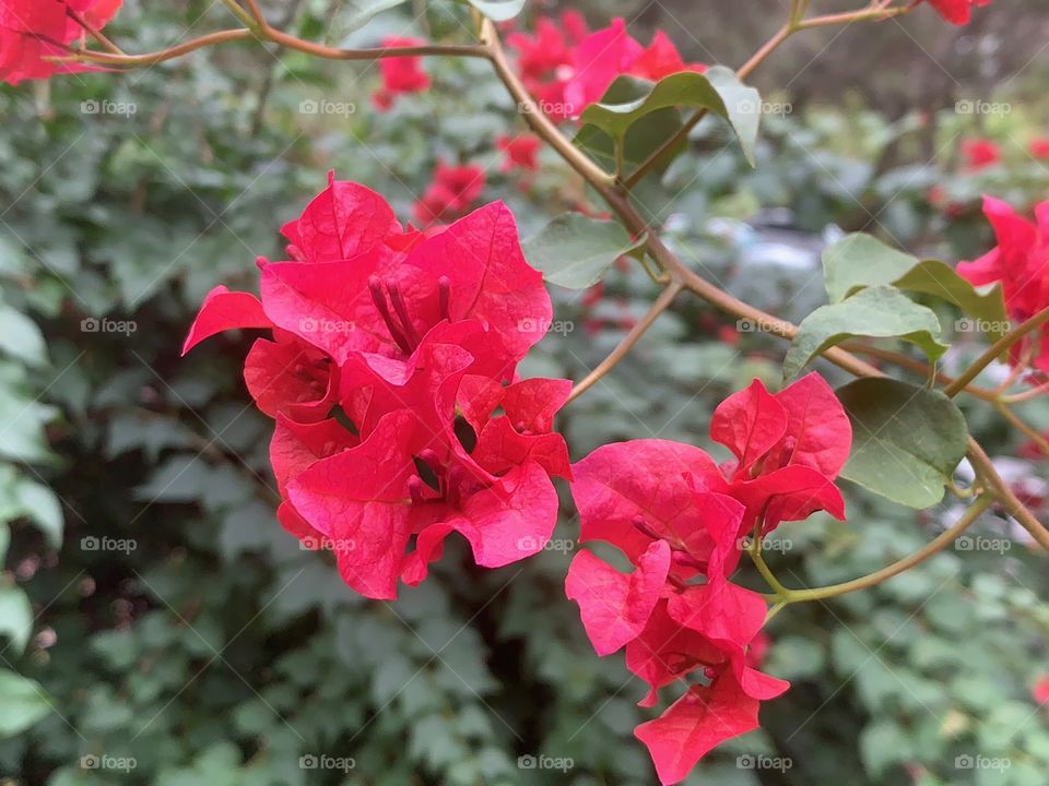 Lovely Bougainvillea Plant.