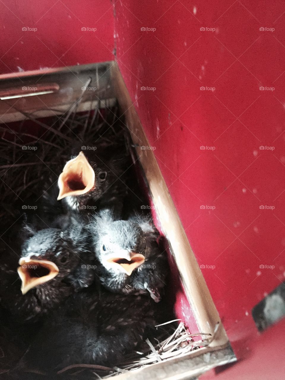 Hungry little baby blue birds. Waiting for momma to bring them a worm. 