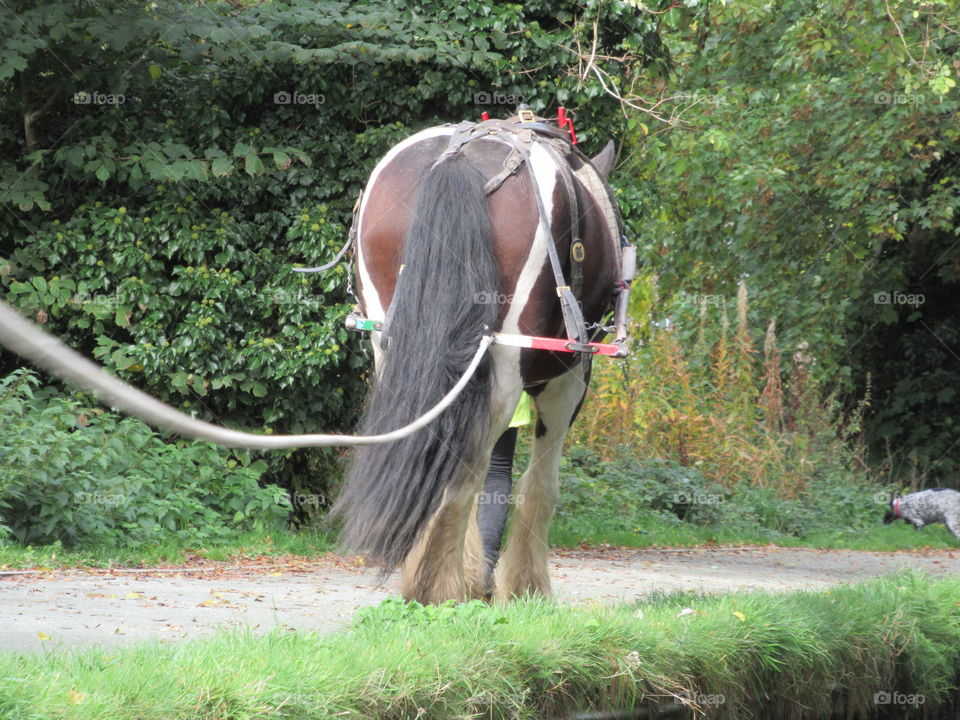 Horse towing a boat on the canal