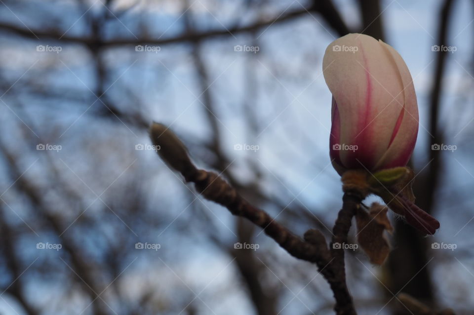 a spring flower bulb