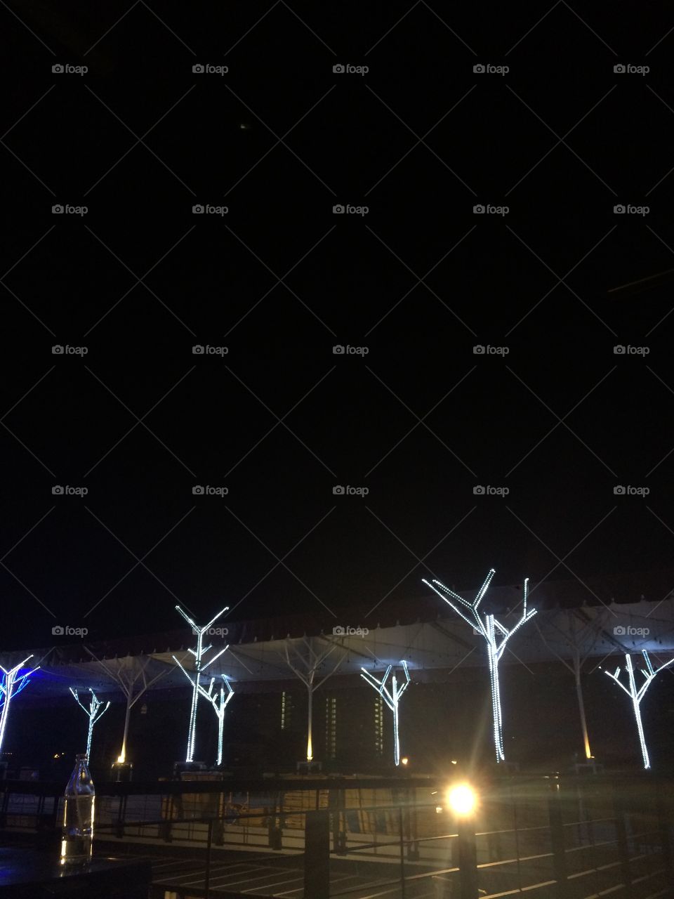 The "Glowing" Trees in Salaya