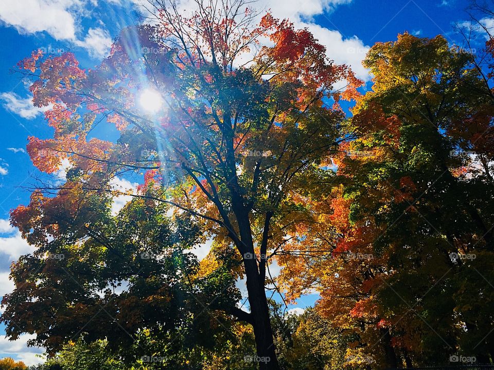 Sun shining through on a fall day