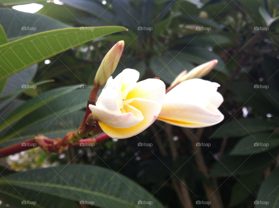 bug look little that by HIN