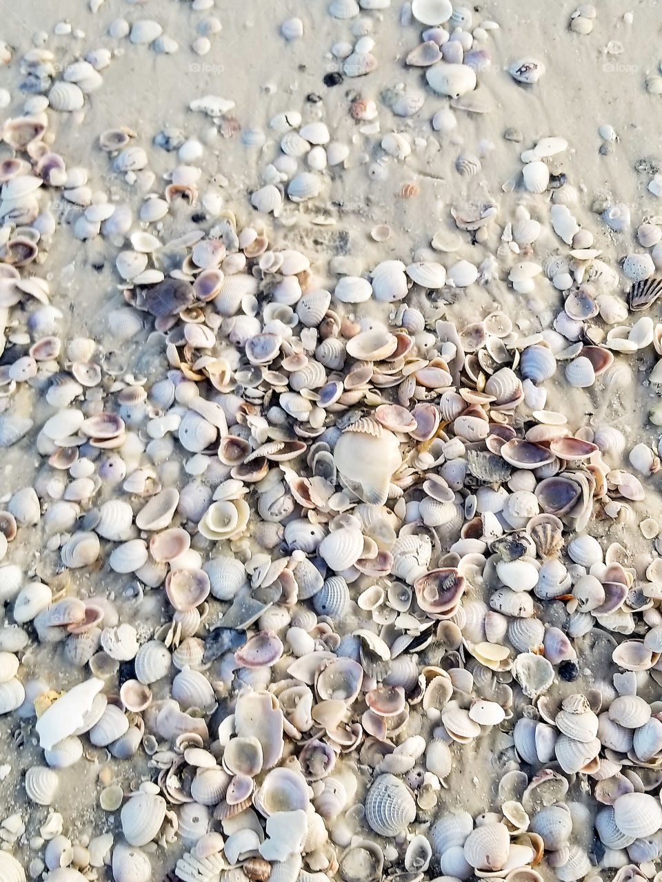 Seashells galore