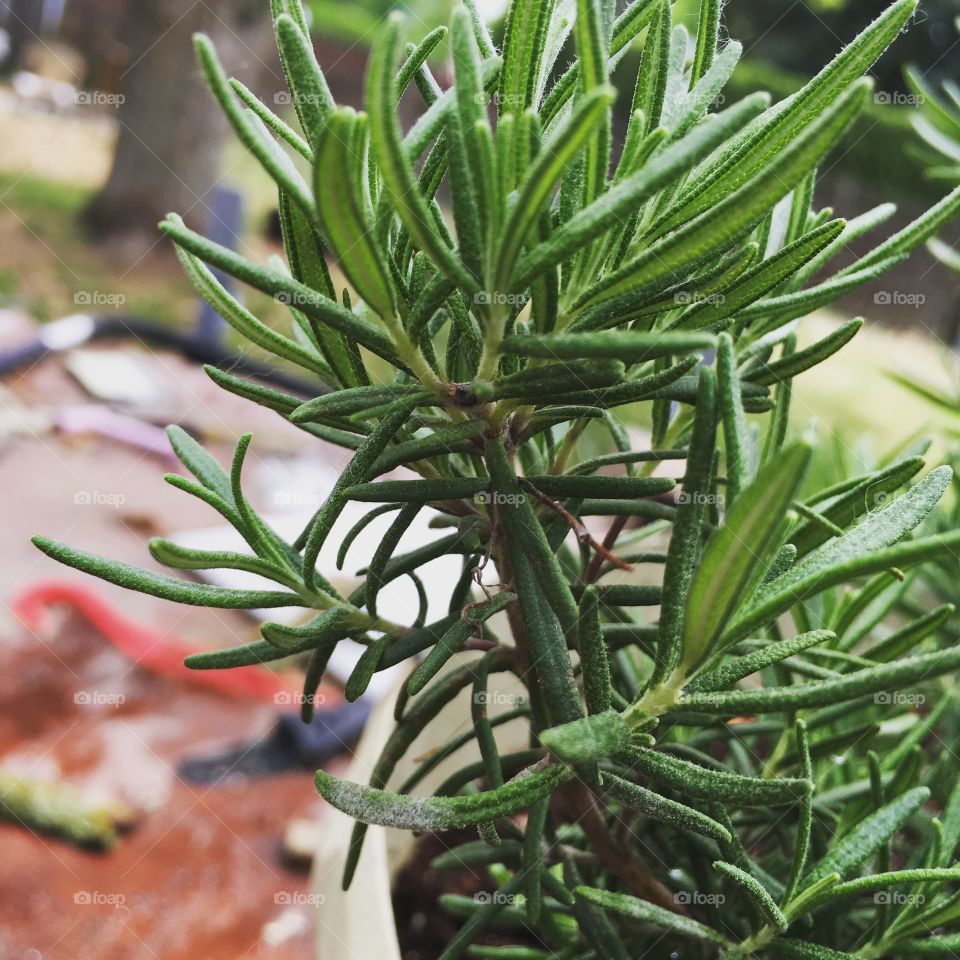 Rosemary plant 