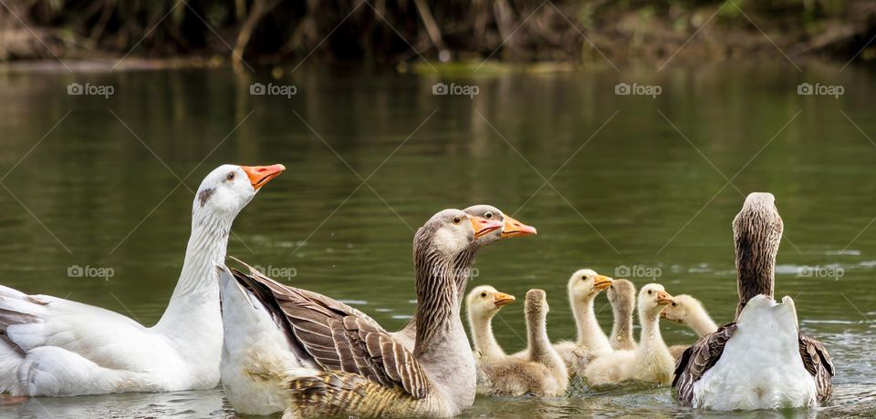 A gaggle of geese with goslings on the water