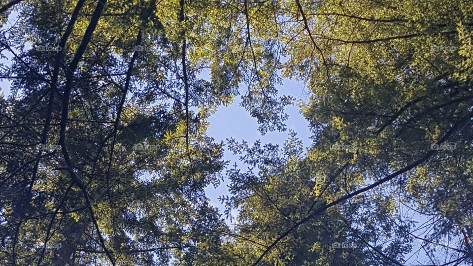 Tree, Wood, Nature, Landscape, Leaf