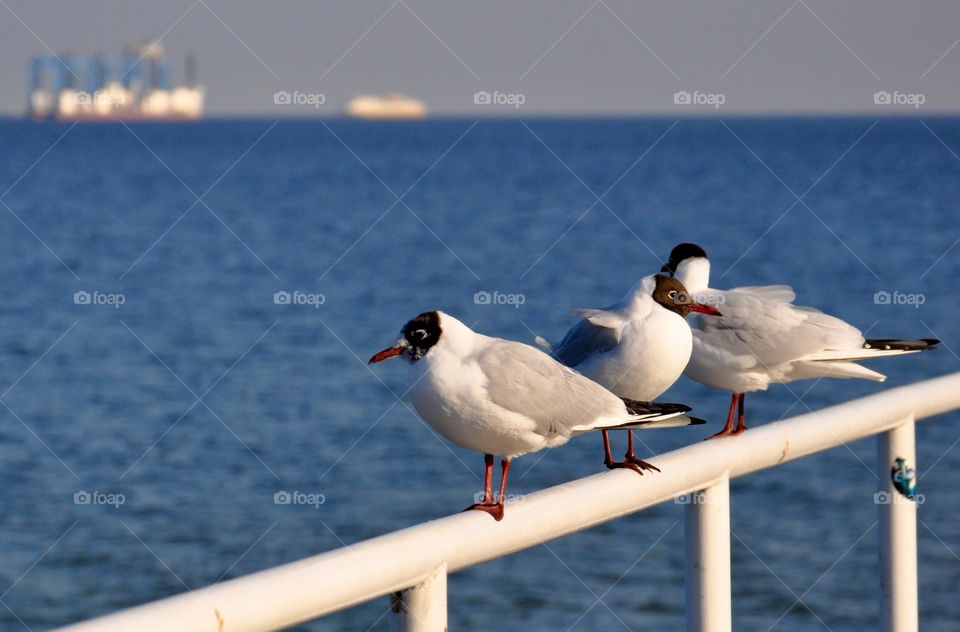 Seagulls on fence at sea