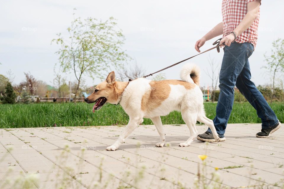 man and dog walking