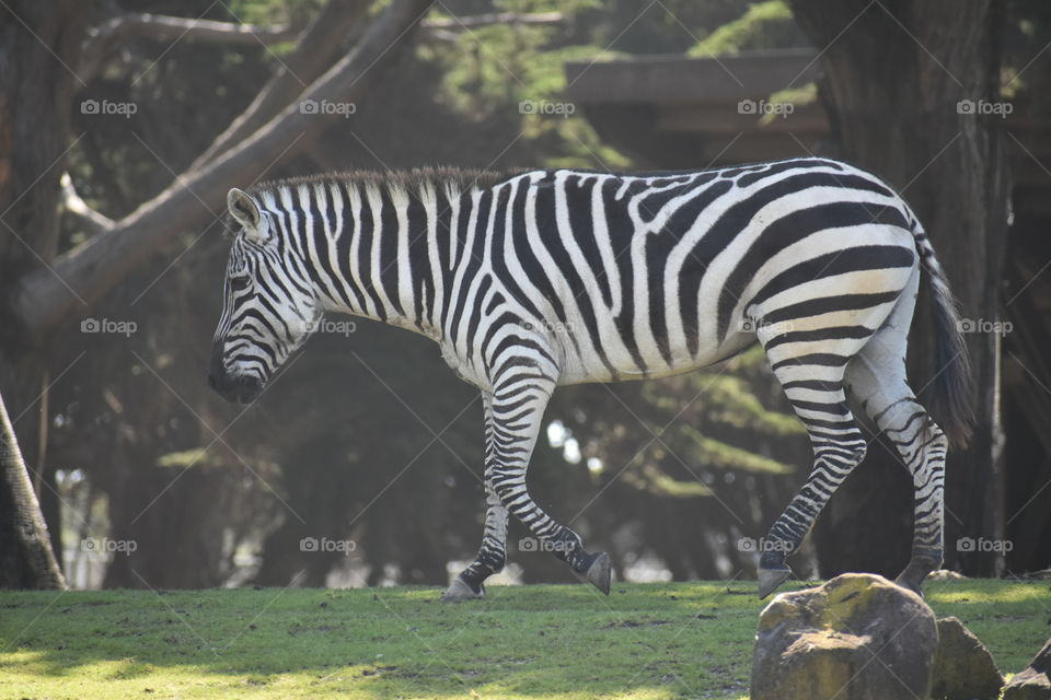 A zebra trotting along it's regularly walked trail.