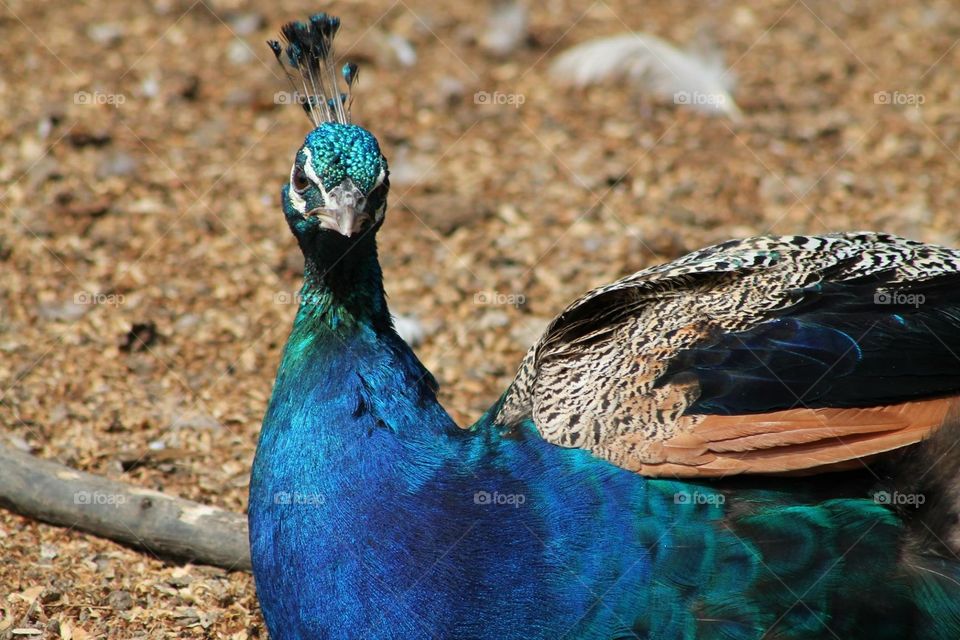 Peacock . Peacock 